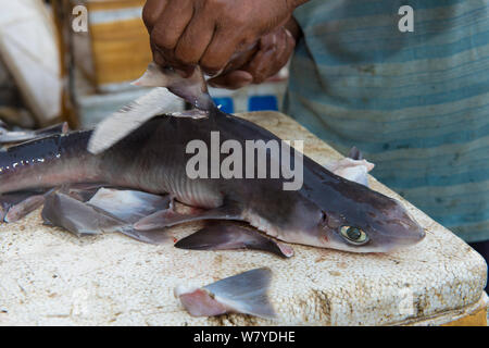 L'homme dépose de la nageoire dorsale (requin Squalus sp) dans le marché aux poissons, Bali, Indonésie, août 2014. Banque D'Images