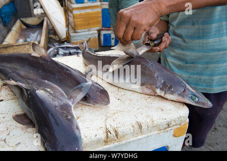 L'homme dépose les nageoires dorsales des requins (Squalus sp) dans le marché aux poissons, Bali, Indonésie, août 2014. Banque D'Images