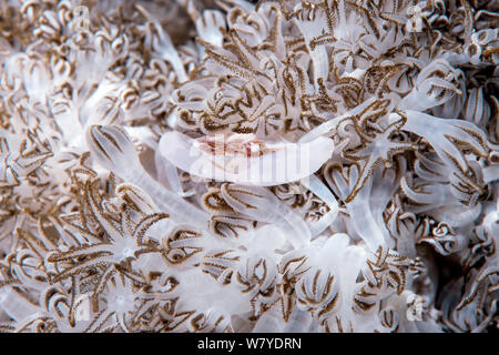 Xenia swimming crab (Caphyra sp.) vivant en association avec Xenia ou Corail Coral Flower Soft (Xenia sp.) Détroit de Lembeh, au nord de Sulawesi, Indonésie. Banque D'Images