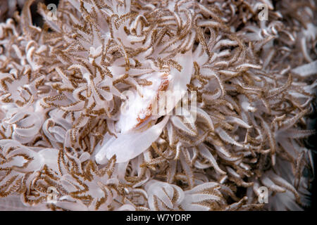 Xenia swimming crab (Caphyra sp.) vivant en association avec Xenia ou Corail Coral Flower Soft (Xenia sp.) Détroit de Lembeh, au nord de Sulawesi, Indonésie. Banque D'Images