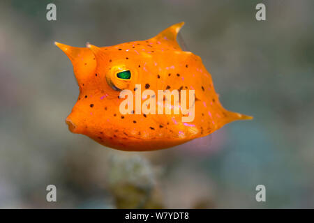 Longhorn juvénile (cowfish Lactoria cornuta) Détroit de Lembeh, au nord de Sulawesi, Indonésie. Banque D'Images