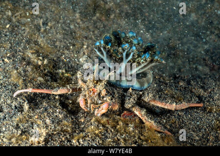 Les méduses transporter le crabe (Ethusa sp.) l'exercice à l'envers (méduses) Andromède Cassiopée. Détroit de Lembeh, au nord de Sulawesi, Indonésie. Banque D'Images