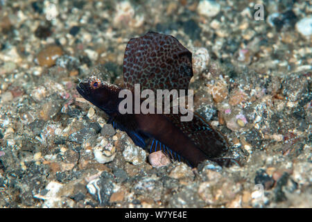 Mosaic-fin (Flabelligobius Gobie Crevettes sp.) Détroit de Lembeh, au nord de Sulawesi, Indonésie. Banque D'Images