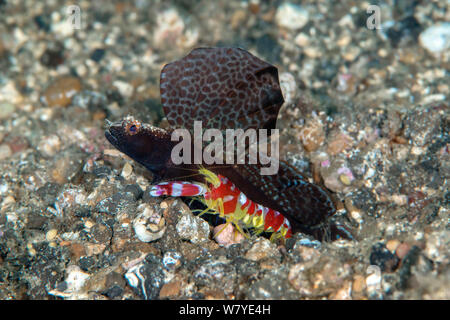 Mosaic-fin (Flabelligobius Gobie Crevettes sp.) vivant en association avec des bandes rouges Alpheid (crevette Alpheus randalli) Détroit de Lembeh, au nord de Sulawesi, Indonésie. Banque D'Images