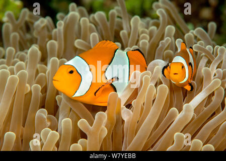 False clown poisson clown (Amphiprion perideraion paire) avec son hôte en anémone de mer (Heteractis magnifica). Détroit de Lembeh, au nord de Sulawesi, Indonésie. Banque D'Images