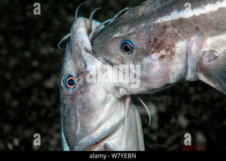 L'anguille (poisson-chat rayé Plotosus lineatus) les mâles adultes essayant de combats mordent&# 39;s head. Détroit de Lembeh, au nord de Sulawesi, Indonésie. Banque D'Images