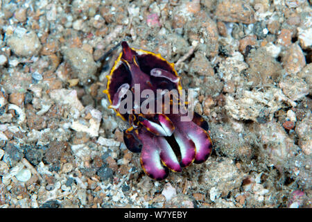 La seiche flamboyante (Metasepia pfefferi) marcher sur la mer, avec aposematic coloration. Cette espèce a un petit os peut donc seulement flotter pour de courtes périodes de temps, donc marche sur la mer.. Détroit de Lembeh, au nord de Sulawesi, Indonésie. Banque D'Images