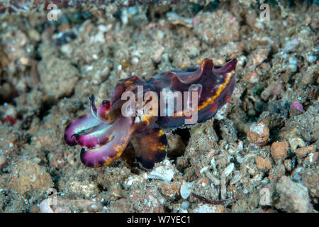 La seiche flamboyante (Metasepia pfefferi) marcher sur la mer, avec aposematic coloration. Cette espèce a un petit os peut donc seulement flotter pour de courtes périodes de temps, donc marche sur la mer.. Détroit de Lembeh, au nord de Sulawesi, Indonésie. Banque D'Images