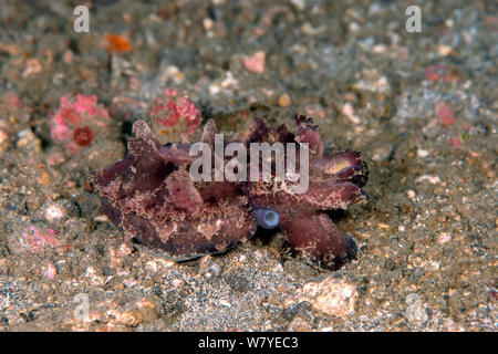 La seiche flamboyante (Metasepia pfefferi) marcher sur le fond marin. Cette espèce a un petit os peut donc seulement flotter pour de courtes périodes de temps. Détroit de Lembeh, au nord de Sulawesi, Indonésie. Banque D'Images