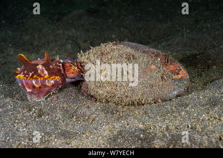 La seiche flamboyante (Metasepia pfefferi) femelle adulte afficher ses œufs et à l'intérieur d'une coque de noix de coco pour les protéger des prédateurs. Détroit de Lembeh, au nord de Sulawesi, Indonésie. Banque D'Images