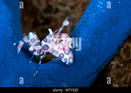 Crevette arlequin (Hymenocera elegans) avec sa proie (étoile de mer bleue Linckia laevigata) Détroit de Lembeh, au nord de Sulawesi, Indonésie. Banque D'Images