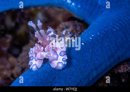 Crevette arlequin (Hymenocera elegans) avec sa proie (étoile de mer bleue Linckia laevigata) Détroit de Lembeh, au nord de Sulawesi, Indonésie. Banque D'Images