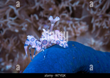 Crevette arlequin (Hymenocera elegans) avec sa proie (étoile de mer bleue Linckia laevigata) Détroit de Lembeh, au nord de Sulawesi, Indonésie. Banque D'Images