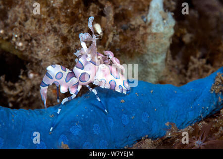 Crevette arlequin (Hymenocera elegans) avec sa proie (étoile de mer bleue Linckia laevigata) Détroit de Lembeh, au nord de Sulawesi, Indonésie. Banque D'Images