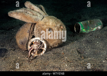 Chat Amphioctopus marginatus) poulpe (Octopus parmi les jeunes sans abri de la litière sur le plancher océanique. Le poulpe dans une tasse en plastique à côté de la tête de jouet, une bière en aluminium peut et une noix de coco de la moitié. Détroit de Lembeh, au nord de Sulawesi, Indonésie. Banque D'Images