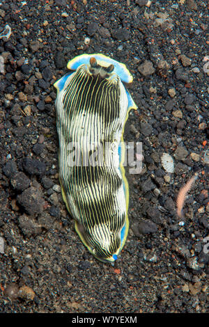 Nudibranche (Arminid semperi Armina) sur la mer de sable de marbre, le Détroit de Lembeh, au nord de Sulawesi, Indonésie. Banque D'Images