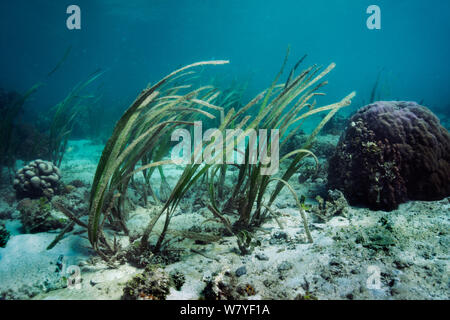 L'herbe de la mer / la zostère (Enhalus acoroides) Détroit de Lembeh, Sulawesi, Indonésie. Banque D'Images