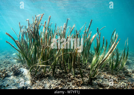 L'herbe de la mer / la zostère (Enhalus acoroides) Détroit de Lembeh, Sulawesi, Indonésie. Banque D'Images