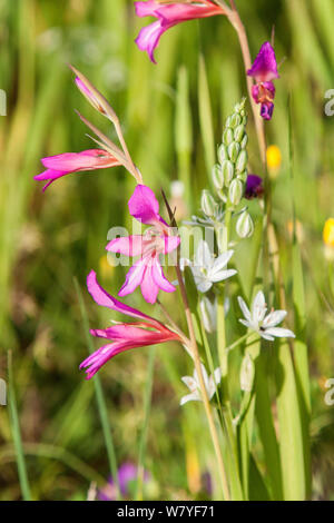 Glaïeul (Gladiolus italicus Champ) et Narbonne Star-de-Bethléem (Ornithogalum narbonense) Péloponnèse, Grèce. Avril. Banque D'Images