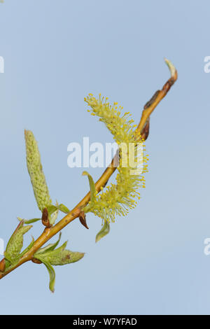 Golden saule pleureur (Salix x sepulcralis) chatons, Wiltshire, UK, avril. Banque D'Images