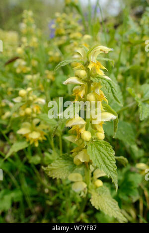 Peuplement dense de archange jaune (Lamium) galeobdolum la floraison dans un défrichement des terres forestières, GWT Lower Woods réserver, Gloucestershire, Royaume-Uni, mai. Banque D'Images