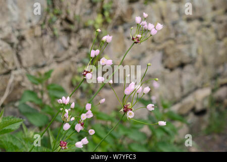 L'ail rose (Allium roseum) une espèce méditerranéenne naturalisée dans le Royaume-Uni, la floraison sur une verge, près de Bude, Cornwall, UK, mai. Banque D'Images