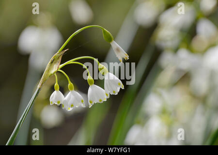 Flocon d'été / lily (Leucojum aestivum Loddon) floraison dans l'humidité, des bois de la rivière, Wiltshire, Royaume-Uni, avril. Banque D'Images