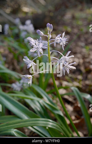 Squill Scilla bithynica (turc) une espèce envahissante de l'Europe de l'Est et la Turquie naturalisé dans le Royaume-Uni, baignoire, baignoire et au nord-est du Somerset, avril. Banque D'Images