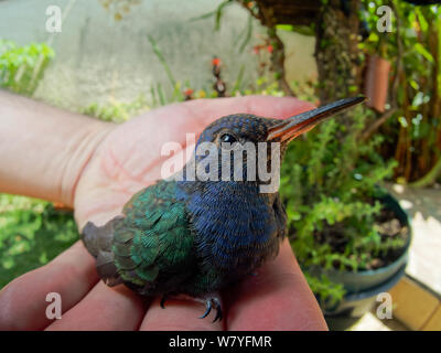 Petit oiseau de ronflement sur main humaine, bird rescue dans un jardin Banque D'Images