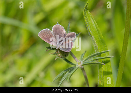 Petit papillon bleu (Cupido minimus) mâle, Hutchinson&# 39;s Bank, New Addington, Croydon, dans le sud de Londres, Angleterre, Royaume-Uni, juin. Banque D'Images