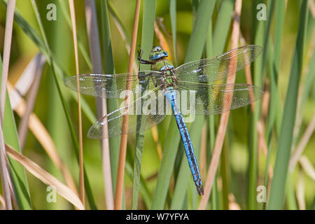 Libellule Anax imperator (Empereur) mâle, Parc écologique de la péninsule de Greenwich, Londres, Angleterre, Royaume-Uni, juin. Banque D'Images