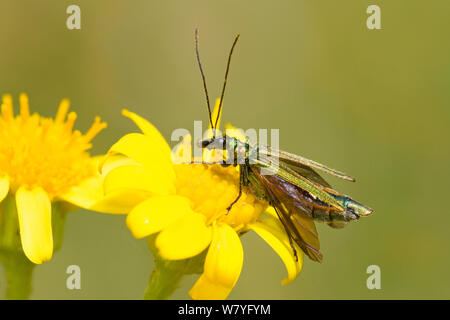 Femme-fleur épais de genou (Oedemera nobilis) séneçon commun réchauffer sur Brockley, cimetière, Lewisham, sud-est de Londres, Angleterre, Royaume-Uni, juin. Banque D'Images