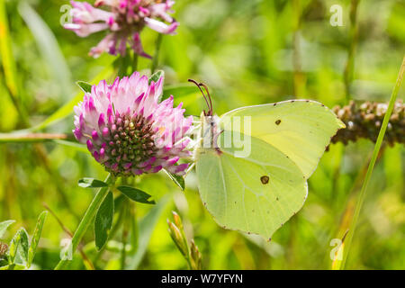 Femme papillon brimstone Gonepteryx rhamni (alimentation) sur le trèfle rouge Hutchinson&# 39;s Bank, New Addington, Croydon, dans le sud de Londres, Angleterre, Royaume-Uni, juillet. Banque D'Images