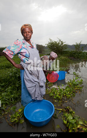 Les femmes avec lave-verres à gué à rejoindre le lac de garde au-delà des espèces envahissantes jacinthe d'eau (Eichhornia crassipes) de la région de Kisumu, Lac Victoria, Kenya, décembre 2013. Banque D'Images