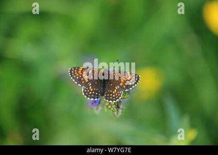 Faux heath fritillary butterfly (Melitaea diamina) Hautes-pyrénées, France, juin. Banque D'Images