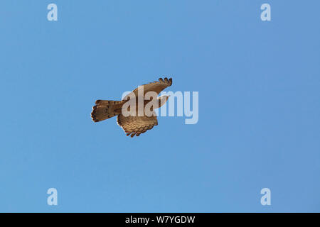 Miel-Oriental (Pernis ptilorhynchus buzzard) en vol, le comté de Ruili Dehong, préfecture autonome Dai et Jingpo, Province du Yunnan, Chine. Banque D'Images