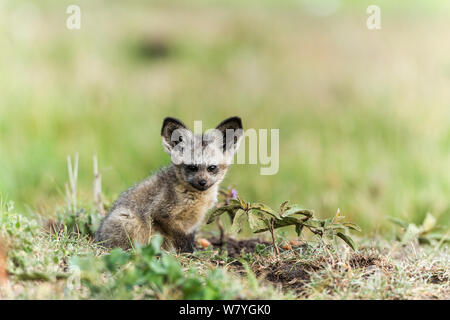 Bat-eared fox (Otocyon megalotis) pup près de den, Masai Mara, Kenya, novembre. Banque D'Images