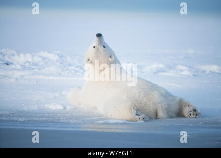 L'ours polaire (Ursus maritimus) jeune ours et au repos jusqu'à la, sur la banquise nouvellement formé au cours de l'automne gel, la mer de Beaufort, au large de la côte de l'Arctique, Alaska Banque D'Images