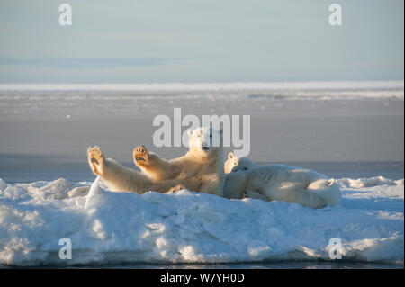 L'ours polaire (Ursus maritimus) semer avec deux jeunes reposant sur des blocs de glace nouvellement formée au cours de l'automne gel, la mer de Beaufort, au large de la côte de l'Arctique, Alaska Banque D'Images