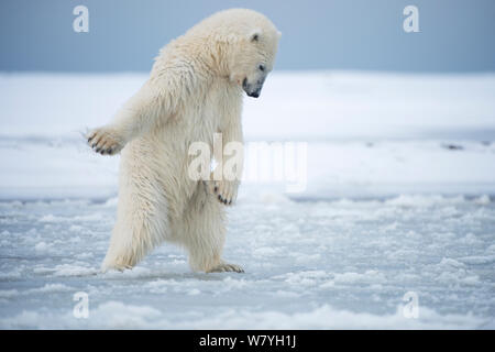 L'ours polaire (Ursus maritimus) jeune ours essaie de livre un trou dans le nouveau pack de glace pendant le gel de l'automne, la mer de Beaufort, au large de la côte de l'Arctique, Alaska Banque D'Images