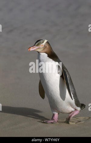 Yellow-eyed penguin (Megadyptes antipodes) walking on beach retour au nid. Péninsule d'Otago, Otago, île du Sud, Nouvelle-Zélande. Janvier. Les espèces en voie de disparition. Banque D'Images