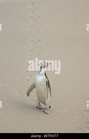 Yellow-eyed penguin (Megadyptes antipodes) marchant sur dune de sable. Péninsule d'Otago, Otago, île du Sud, Nouvelle-Zélande, janvier. Les espèces en voie de disparition. Banque D'Images