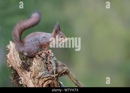 L'écureuil roux (Sciurus vulgaris) sur moignon avec noisette en bouche, commençant à perdre son manteau d'hiver. Le sud de la Norvège. Mai. Banque D'Images