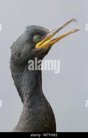 / Common European shag (Phalacrocorax aristotelis) portrait avec bec ouvert, close-up. Vardo, la Norvège. Juillet. Banque D'Images