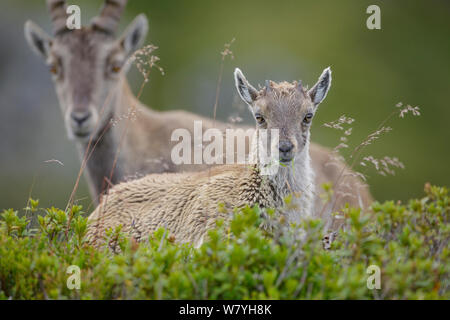 Jeune Bouquetin des Alpes (Capra ibex) nourrir avec la mère en arrière-plan. Portrait. Alpes bernoises en Suisse. En août. Banque D'Images