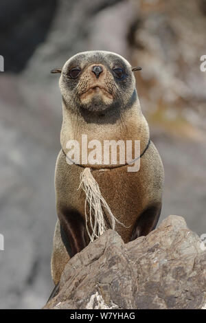 Les jeunes de la Nouvelle-Zélande (Arctocephalus forsteri) avec une partie d'un filet de pêche enroulé autour du cou. Kaikoura, Nouvelle-Zélande. Février. Banque D'Images