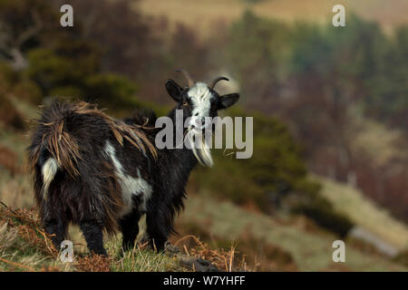 Chèvre sauvage (Capra aegagrus hircus) féminin, Ecosse, UK, avril. Banque D'Images