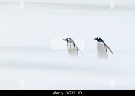 Manchots papous (Pygoscelis papua) dans la tempête, sur la plage, l'Île Saunders, îles Falkland. Banque D'Images