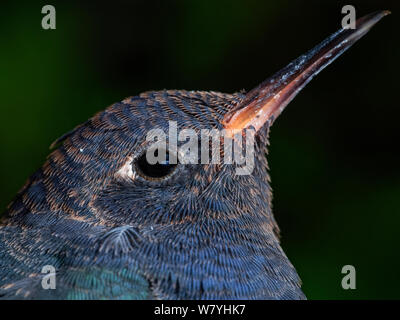 Humming Bird head libre montrant en détail les plumes d'oiseaux, de sauvetage dans un jardin Banque D'Images