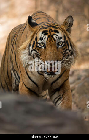 Tigre du Bengale (Panthera tigris) traque, Ranthambhore National Park, parc national de l'Inde. Les espèces en voie de disparition. Banque D'Images